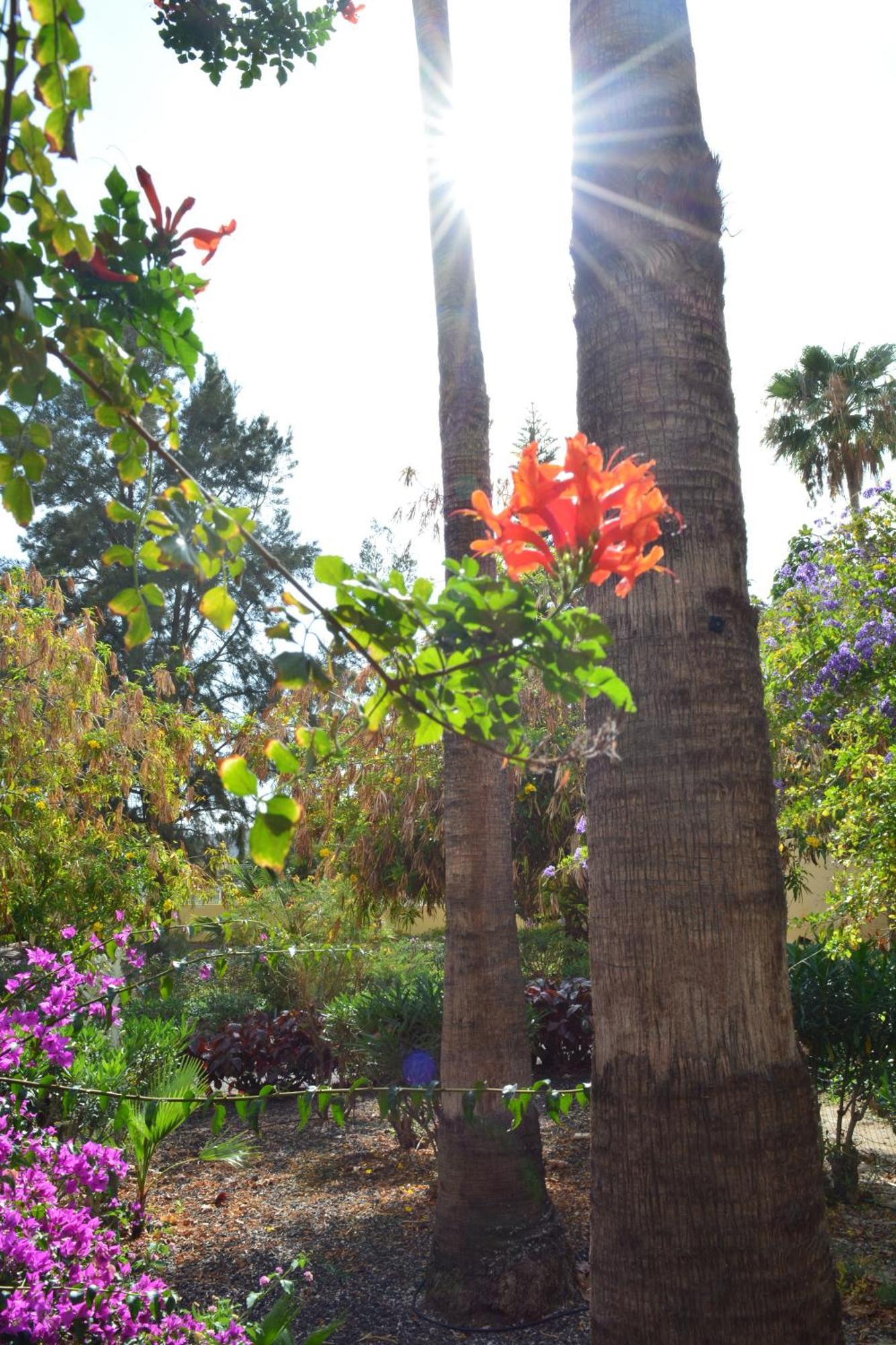 Vivienda Con Piscina, Solarium, Vistas Teide Leilighet Cho Eksteriør bilde